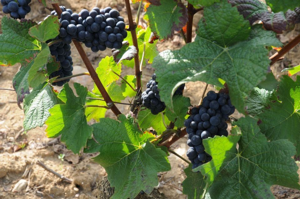 vignes de raisins noirs